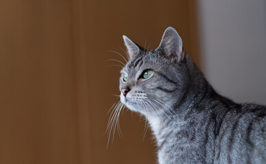 見つめる猫　サバトラ猫