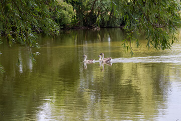 Naklejka na ściany i meble Domestic gray geese are floating on the pond