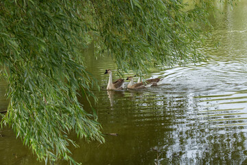 Domestic gray geese on pond under the willows branches