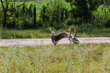 Domestic gray geese walking on the meadow
