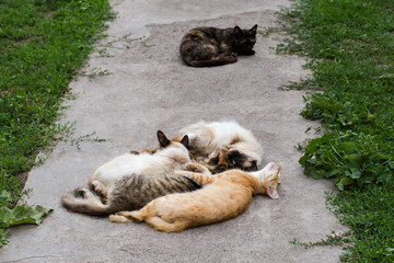 Different cats lie together on a concrete path
