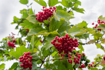 Bunches of viburnum berries on a branches in selective focus