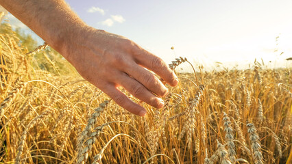 Man's hand touches golden wheat spikelets in a field at sunset