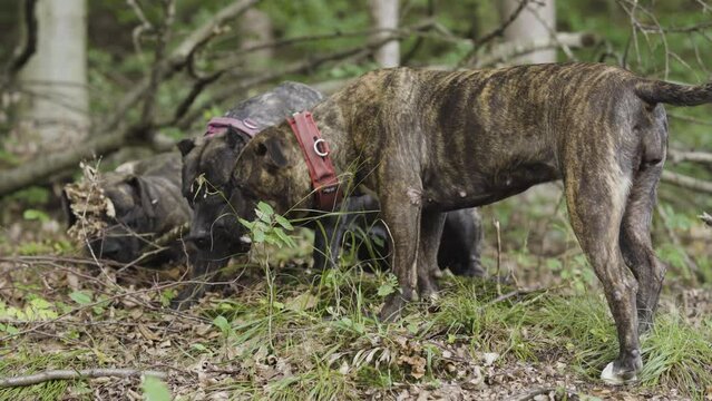 Presa canario dogs play with a stick in the forest. Strong and dangerous dogs.