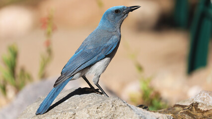 Mexican jay on a rock, Arizona