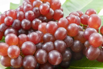 新鮮で美味しい葡萄