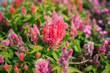Cockscomb Pembe Veya Celosia. Delicate pink fluffy flowers on a flower bed. Flowers are like feathers. Garden decoration.