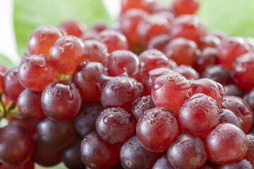 新鮮で美味しい葡萄