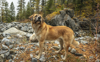 Red dog in a mountain forest. Freedom and active walks for a pet