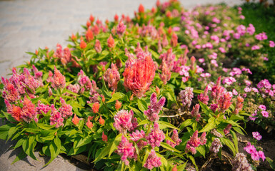 Cockscomb Pembe Veya Celosia. Delicate pink fluffy flowers on a flower bed. Flowers are like feathers. Garden decoration.