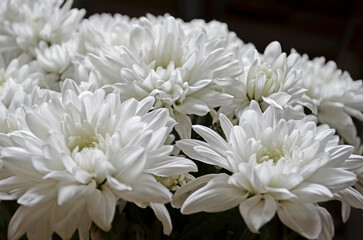 White chrysanthemums flowers