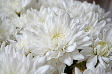 Fototapeta premium White chrysanthemum flowers