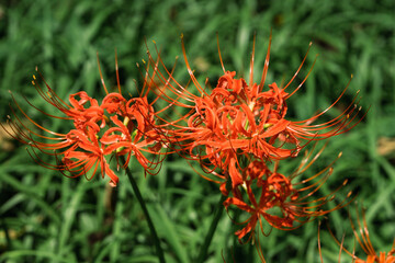 red Lycorisradiata in the garden