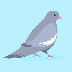 dove on a blue background