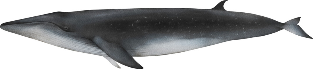 Hand-drawn watercolor Bryde's whale illustration isolated on transparent background. Underwater ocean creature. Marine mammal. Wild animals collection © Diana Askarova