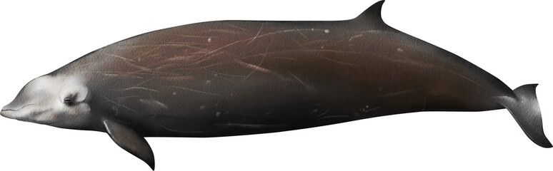 Hand-drawn watercolor Cuvier's Beaked whale illustration isolated on transparent background. Goose-beaked whale, ziphius. Underwater ocean creature. Marine mammal. Wild animals collection