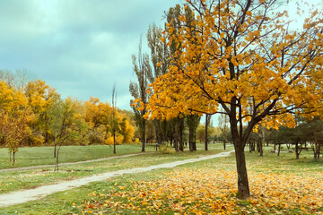 Alley in the autumn park, Beautiful yellow trees in autumn garden, autumn season