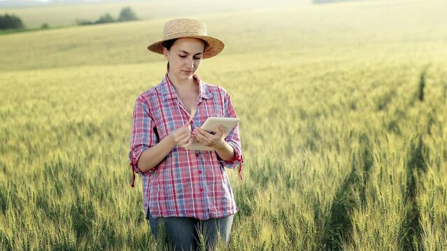 A young fcrmer checks a grain field and sends data to the cloud from a tablet. Concept of smart farming and digital agriculture. Successful production and cultivation of organic food products.