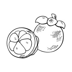 composition of mangosteen, a whole tropical fruit and one cut half, linear drawing by hand, hatching