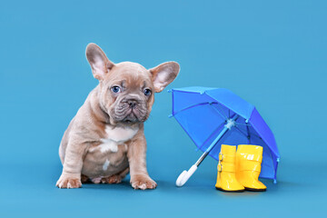 Blue fawn French Bulldog dog puppy next to rain rubber boots and umbrella on blue background