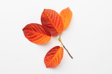 Autumn maple leaves isolated on white background.