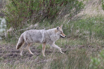 Coyote  Jasper National Park Canada