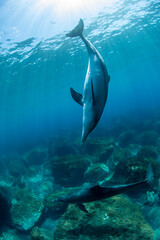 Fototapeta na wymiar dolphin and sunlight