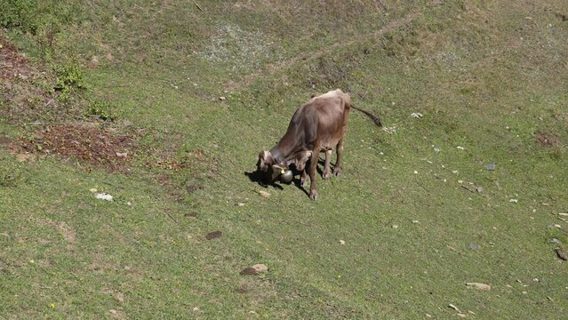Aerial Shot Of A Cow Grazing On Lucious Green Grass On Mount Breithorn Within Switzerland. Swiss Brown Cattle