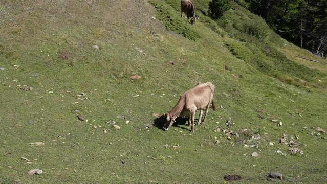 Aerial Shot Of A Couple Of Cows Grazing On Lucious Green Grass On Mount Breithorn Within Switzerland. Swiss Brown Cattle