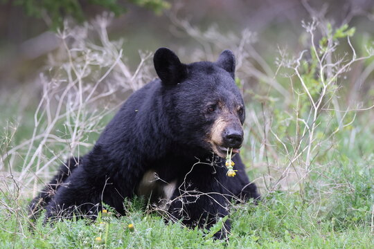 American black bear (Ursus americanus) Kanada