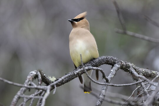 cedar waxwing (Bombycilla cedrorum) Kanada