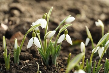 Beautiful snowdrops growing outdoors. Early spring flowers