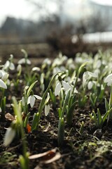 Beautiful snowdrops growing outdoors. Early spring flowers