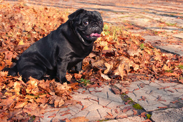 Black pug for a walk in the autumn park