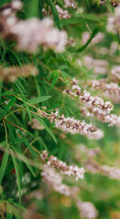 Vitex agnus-castus, also called vitex, chaste tree or monastic pepper. Garden or park decoration. Long beautiful purple flowers.