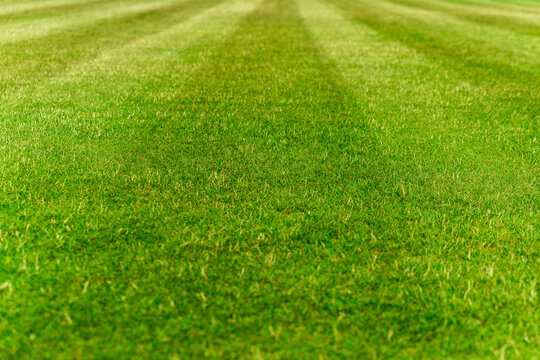 cut stripes on the field, green turf