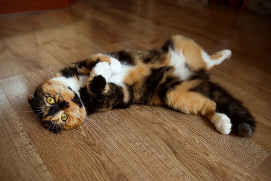A cute Scottish fold cat lies relaxed on the floor.
