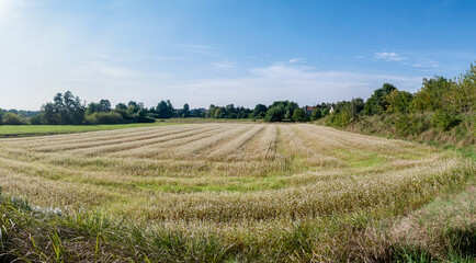 Fototapeta na wymiar Panorama krajobrazu wiejskiego w porze letniej na tle błękitnego nieba z niemalże bezchmurną pogodą