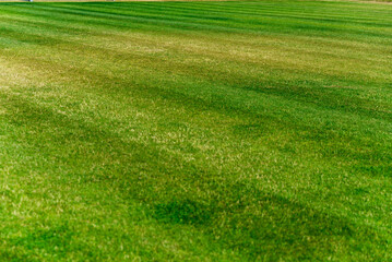 Obraz premium dry grass on the field, damaged turf