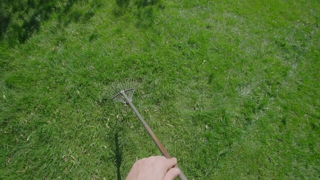 Male gardener raking fallen leaves and dry grass on a green lawn on a sunny day. A worker cleans green grass from debris on a summer day. Working with a rake in the meadow. POV video filming.