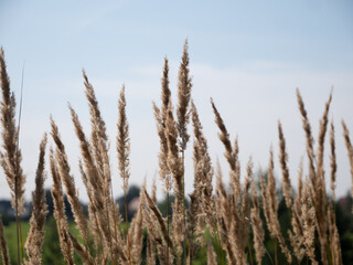 Panorama krajobrazu wiejskiego w porze letniej, trawy rosnące przy kwitnących polach na tle błękitnego nieba z niemalże bezchmurną pogodą