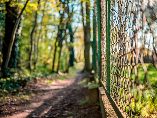 Wydeptana ścieżka idąca w środku lasu wokół drzew zielone otoczenie ciemny klimatyczny lasek