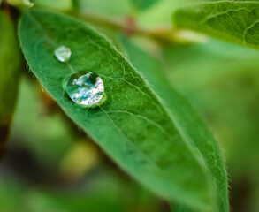 Drobna kropelka wody po deszczu utrzymująca się na małym zielonym listku roślinki w dużym zbliżeni - obrazy, fototapety, plakaty