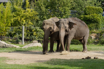 Naklejka na ściany i meble Two elephants are eating grass in the zoo. 