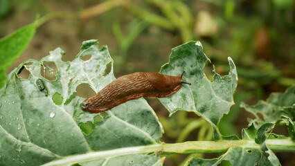Spanish slug pest Arion vulgaris snail parasitizes on cauliflower leaves Brassica oleracea leaf...