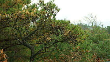 Fototapeta na wymiar pine tree with many pine cones 