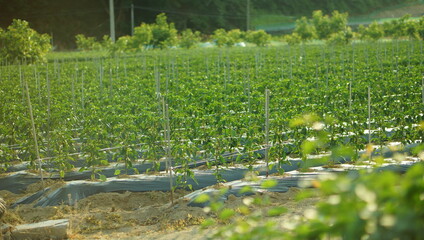 Field landscape with warm sunlight