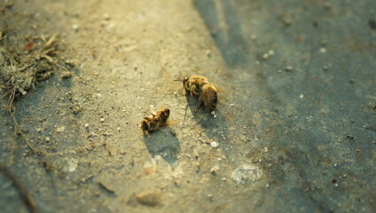 Two bees dead in the sun