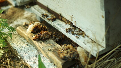 Bees working in the apiary
