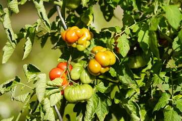 The travel tomato (Solanum lycopersicum) is a beefsteak tomato from Guatemala, which differs...